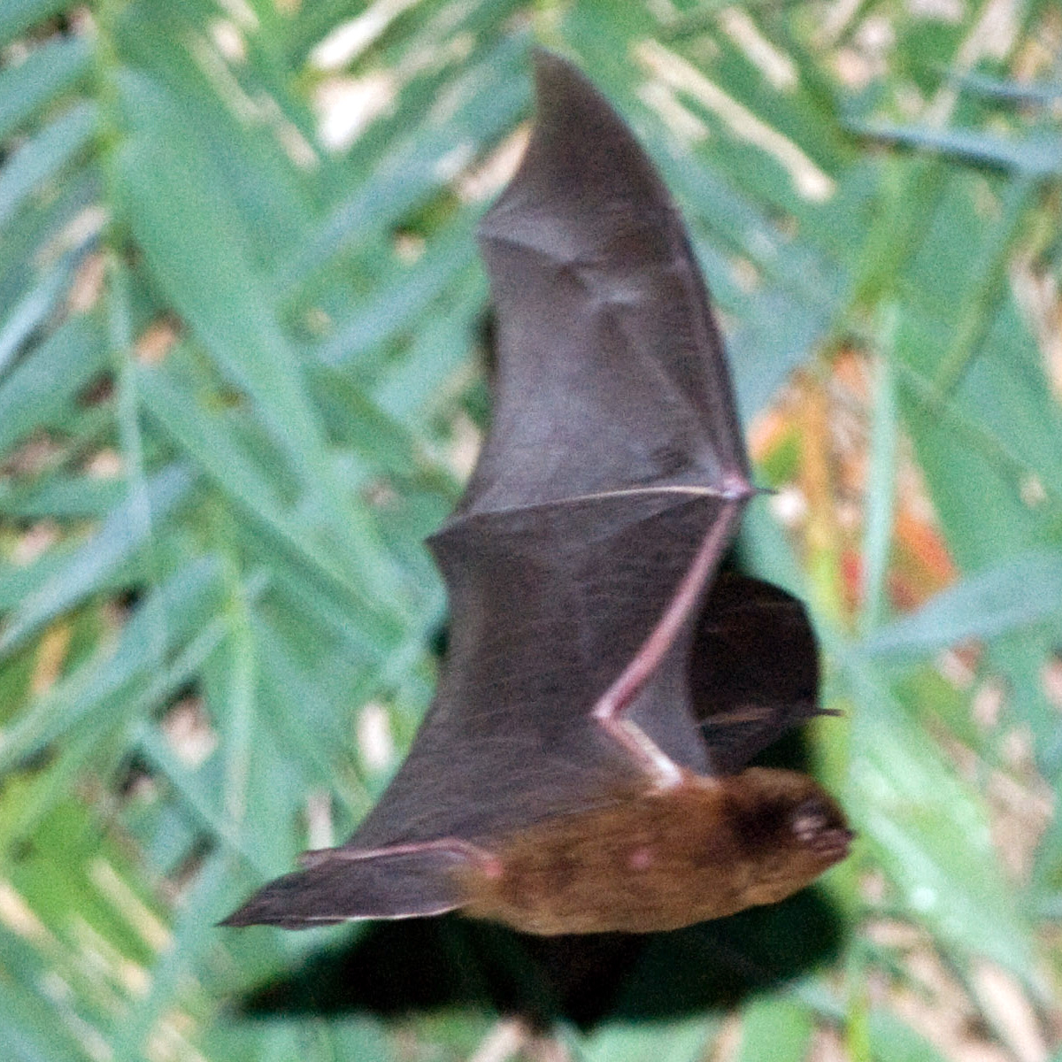 Necklace Pipistrelle (Arielulus torquatus) Фото №2