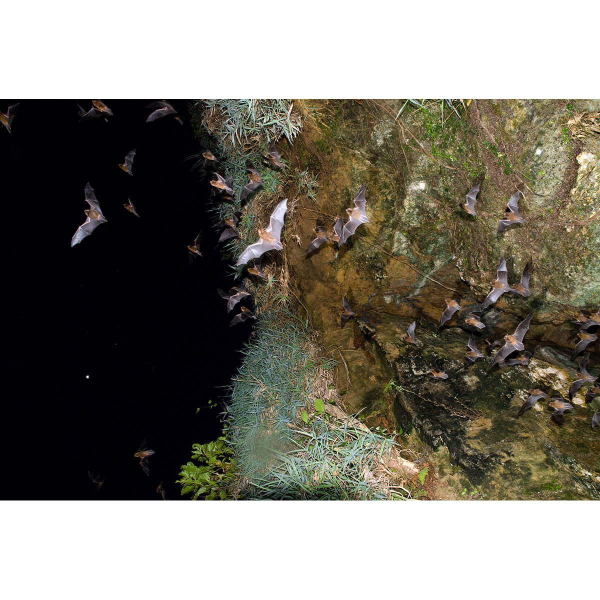 Necklace Pipistrelle (Arielulus torquatus) Фото №3