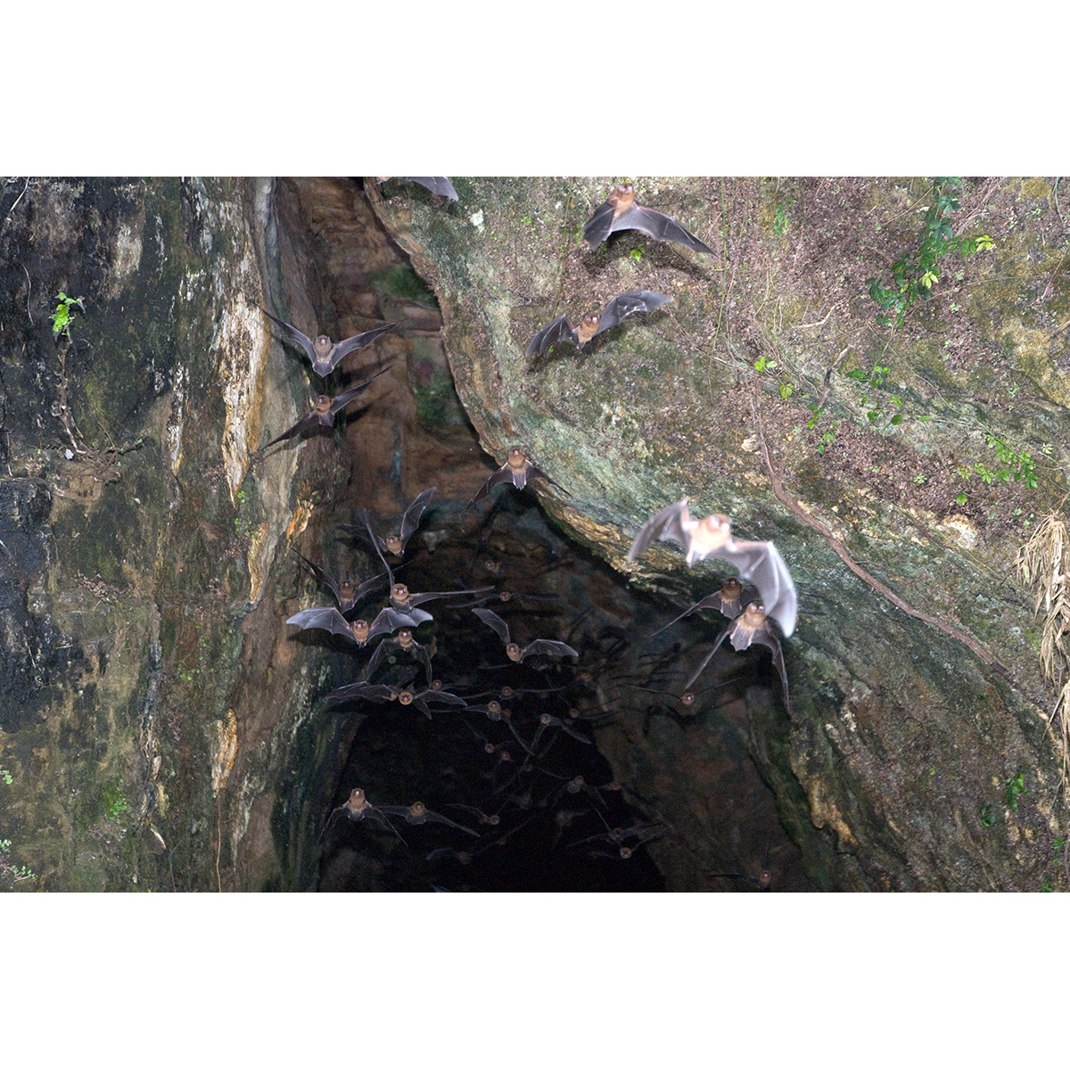 Necklace Pipistrelle (Arielulus torquatus) Фото №6