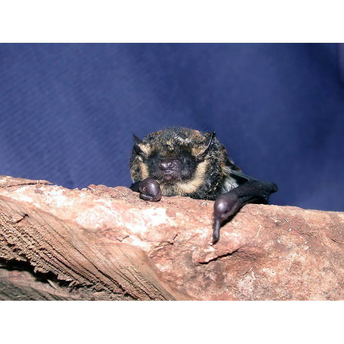 Necklace Pipistrelle (Arielulus torquatus) Фото №7