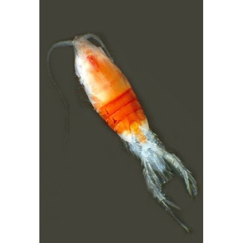 Семейство Arietellidae фото