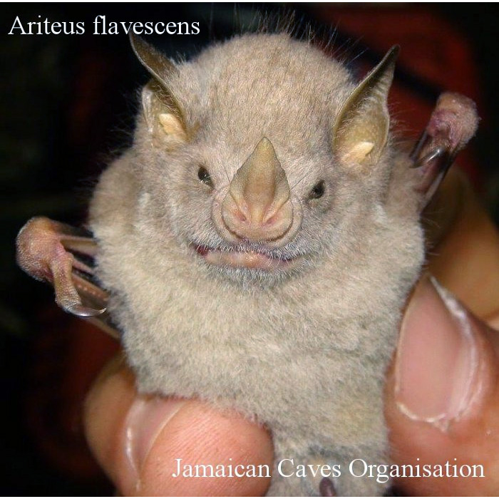 Фигоядный листонос (Ariteus flavescens) Фото №2