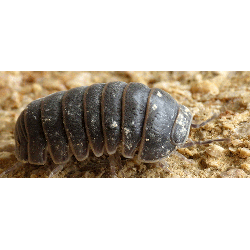 Семейство Armadillidae фото