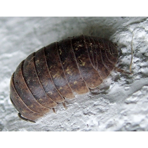 Семейство Armadillidiidae фото