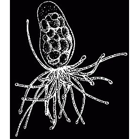 Семейство Armorhydridae  фото