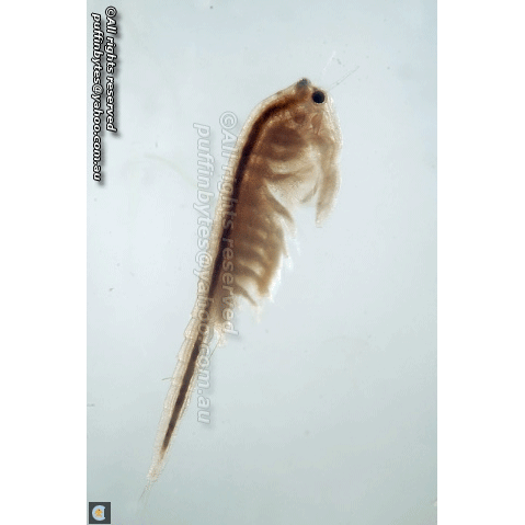 Семейство Artemiidae фото