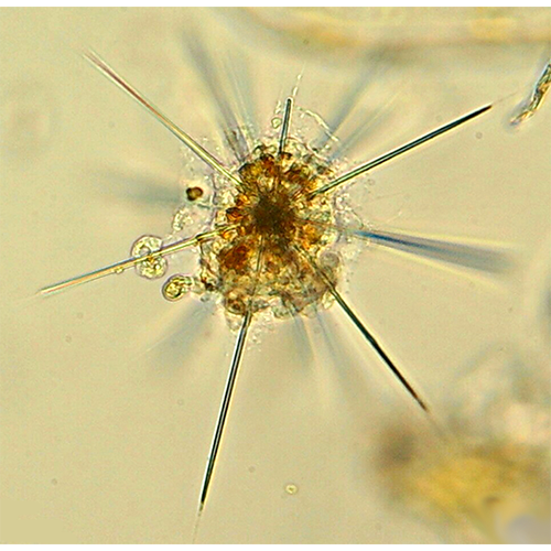 Отряд Arthracanthida фото