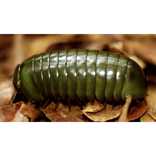 Семейство Arthrosphaeridae фото