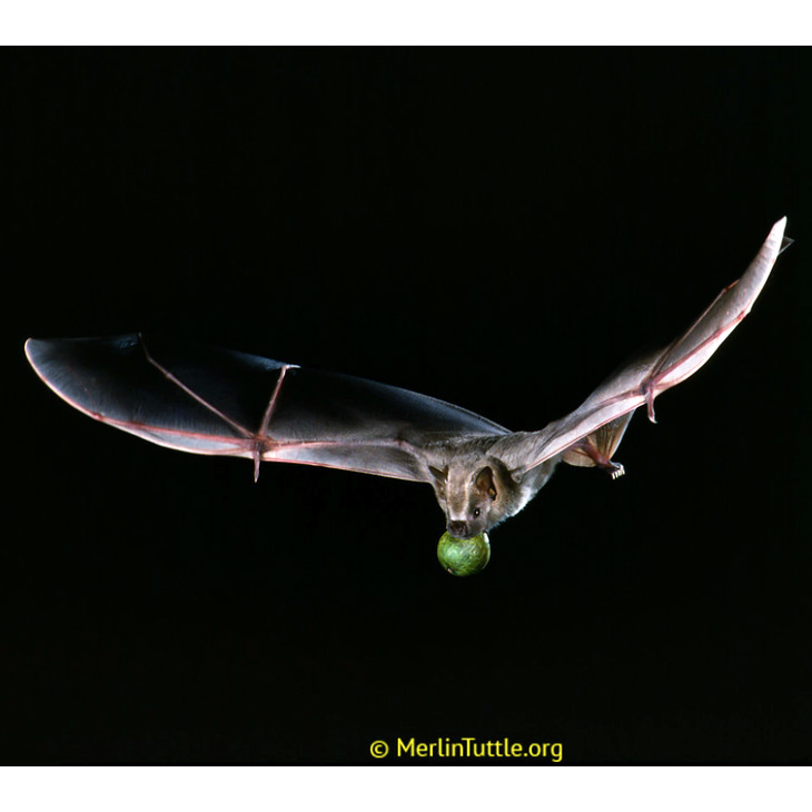 Мохнатый фруктоядный листонос (Artibeus hirsutus) Фото №2