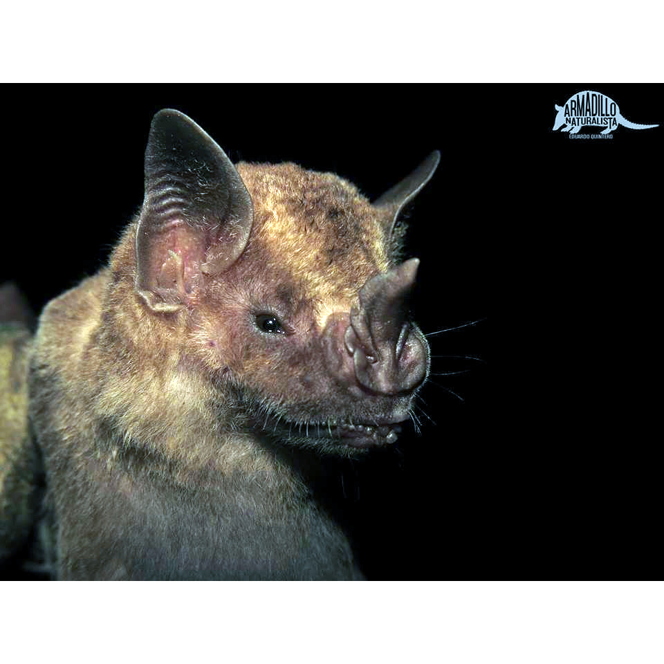 Мохнатый фруктоядный листонос (Artibeus hirsutus) Фото №5