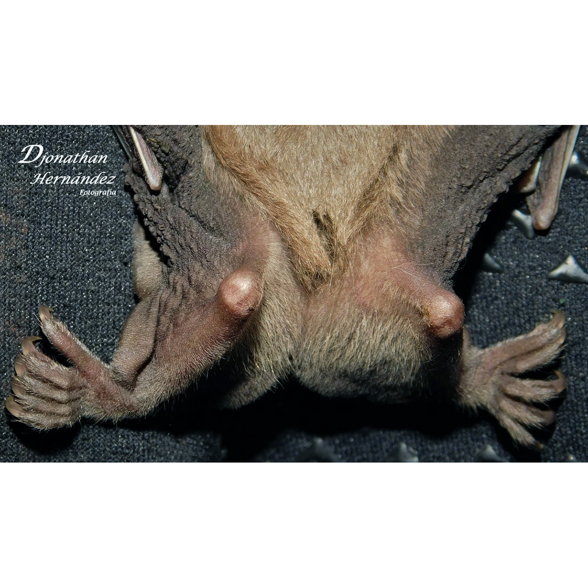 Гондурасский листонос (Artibeus inopinatus) Фото №3
