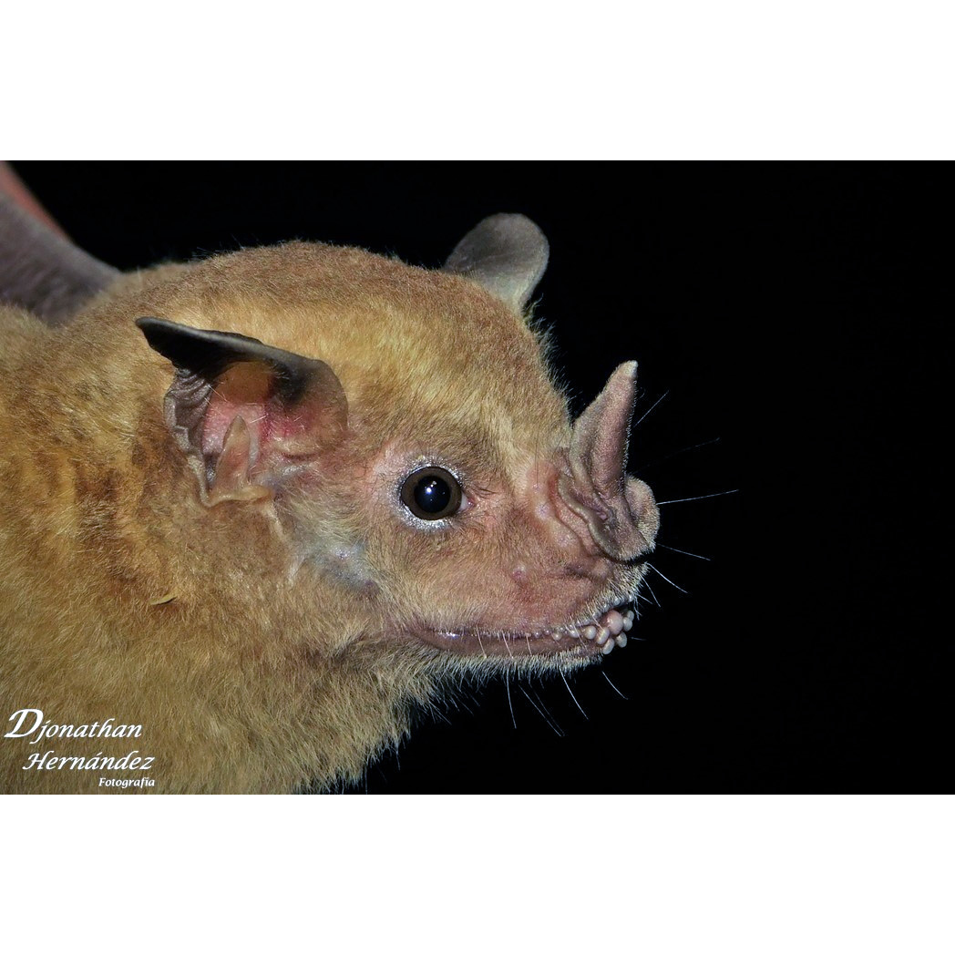 Гондурасский листонос (Artibeus inopinatus) Фото №4