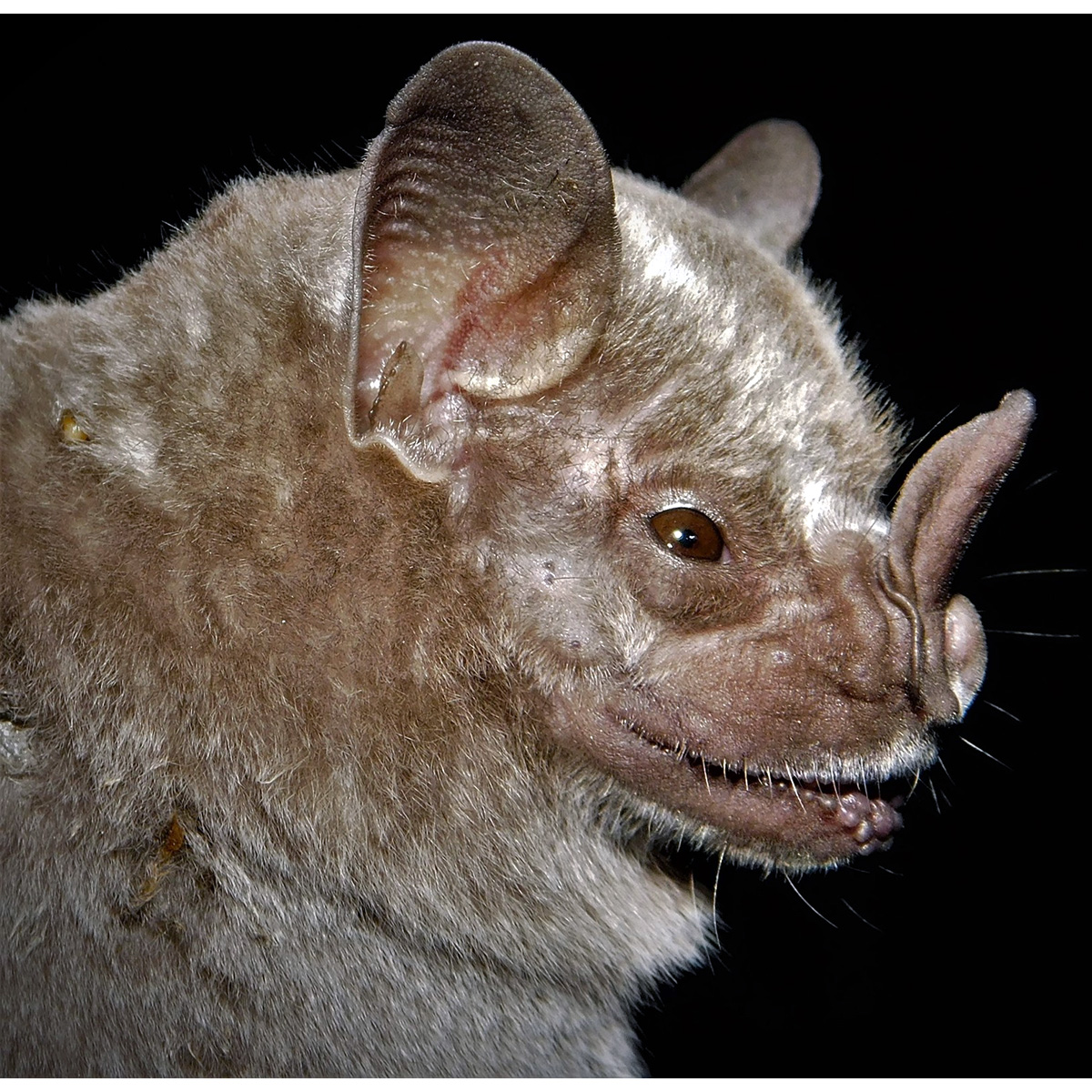 Ямайский листонос (Artibeus jamaicensis) Фото №10