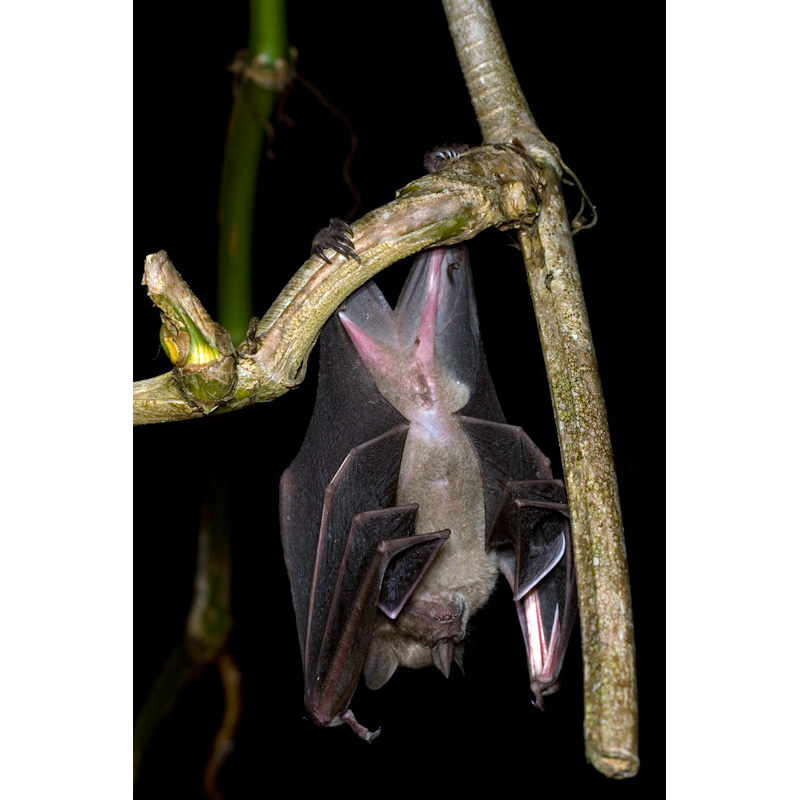 Ямайский листонос (Artibeus jamaicensis) Фото №2