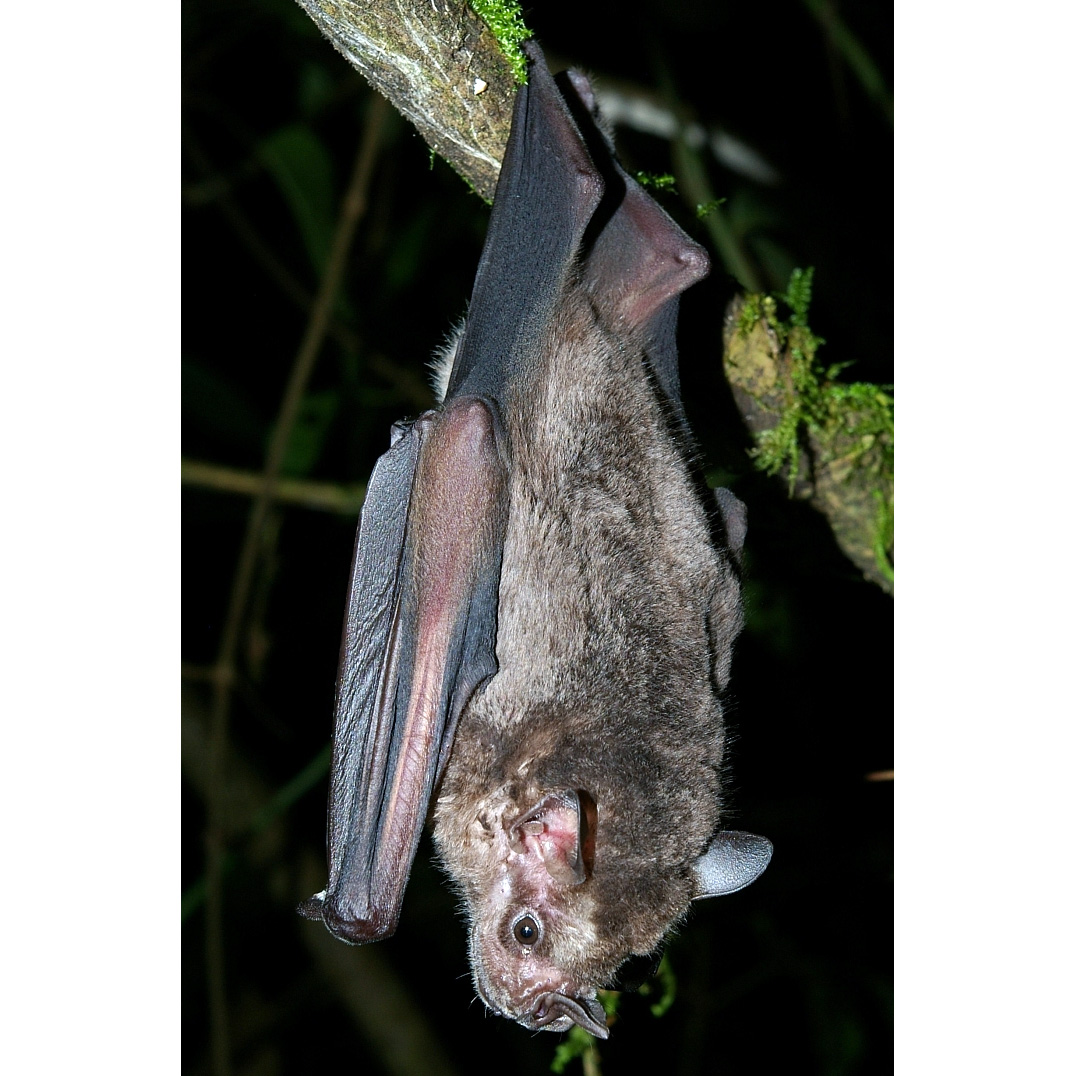 Ямайский листонос (Artibeus jamaicensis) Фото №3