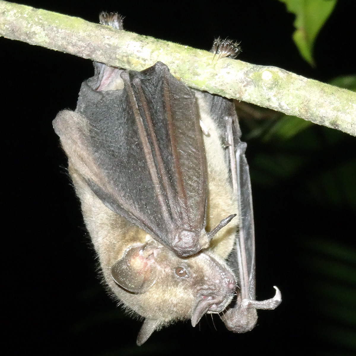 Ямайский листонос (Artibeus jamaicensis) Фото №4
