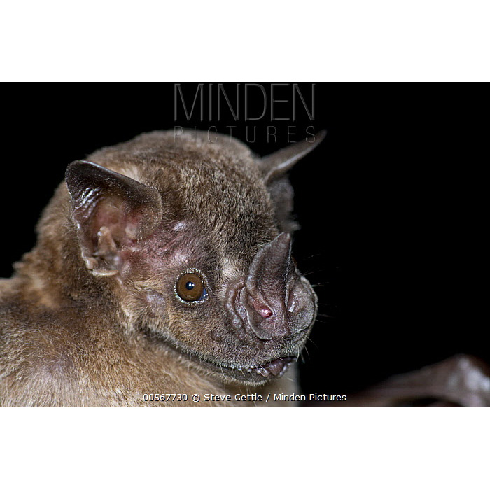 Ямайский листонос (Artibeus jamaicensis) Фото №9