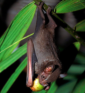 Artibeus jamaicensis jamaicensis