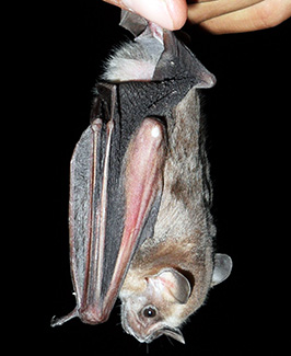 Artibeus jamaicensis paulus