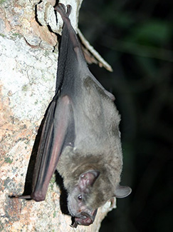Artibeus jamaicensis triomylus