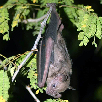 Artibeus jamaicensis yucatanicus
