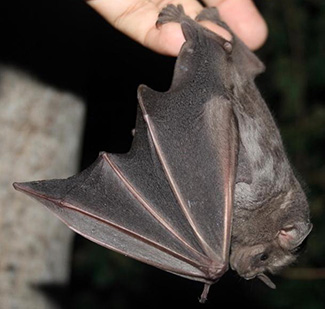 Artibeus lituratus koopmani