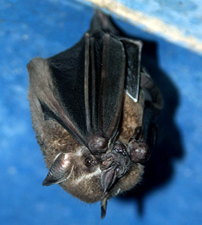 Artibeus lituratus lituratus