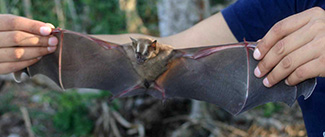 Artibeus lituratus palmarum