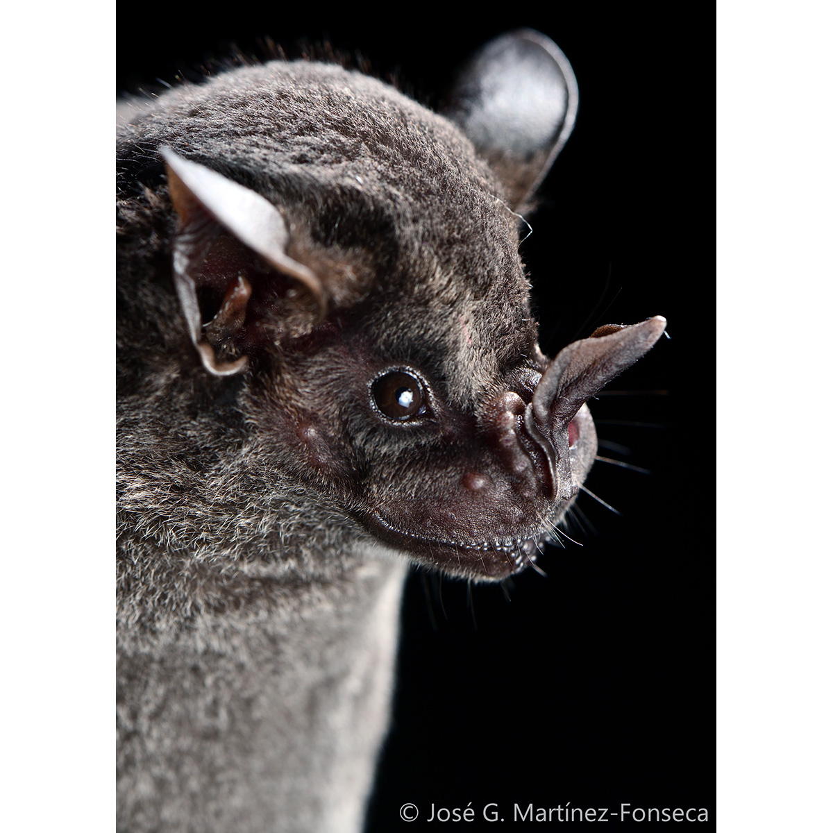 Тёмный фруктоядный листонос (Artibeus obscurus) Фото №10