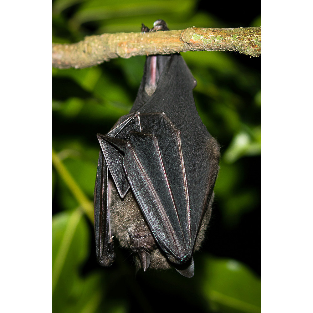 Тёмный фруктоядный листонос (Artibeus obscurus) Фото №4