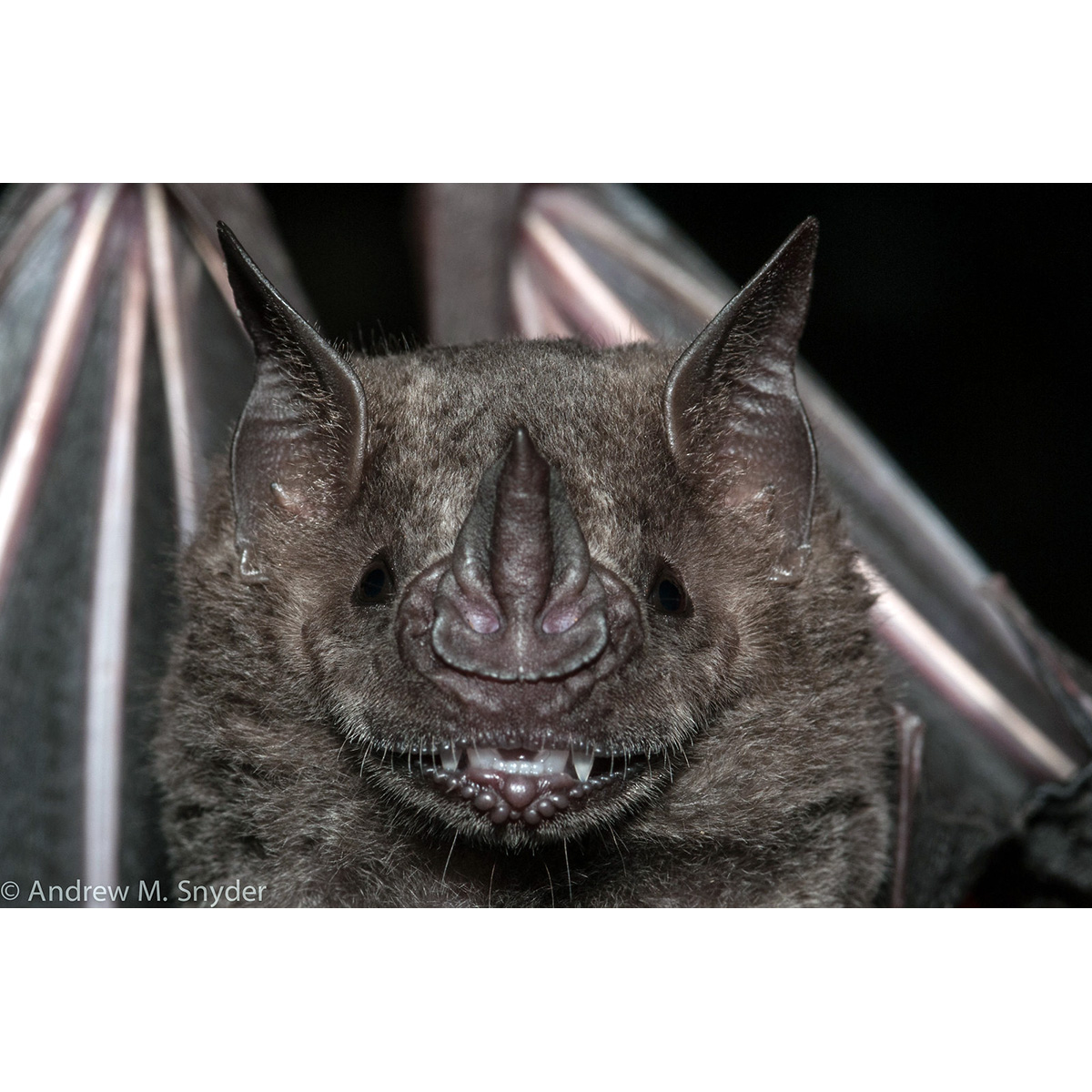 Плосколицый листонос (Artibeus planirostris) Фото №10