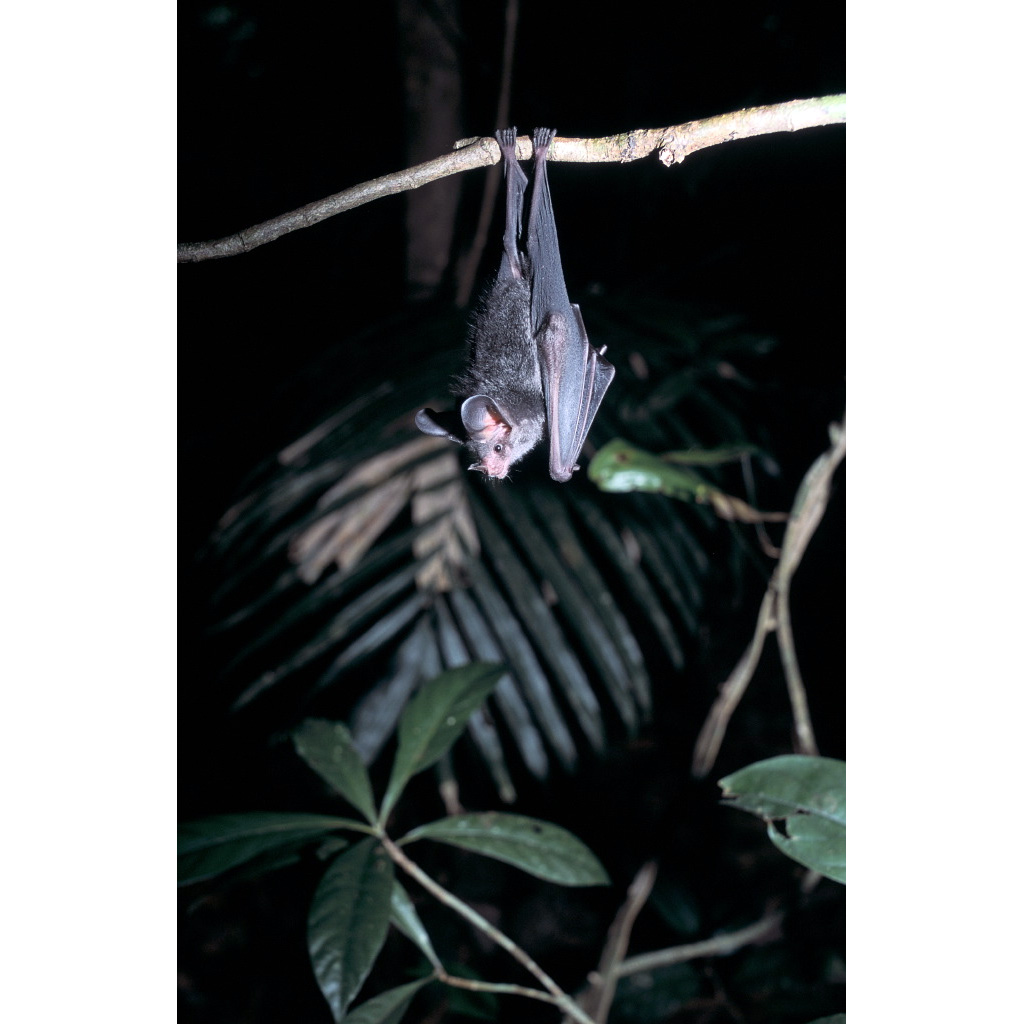 Плосколицый листонос (Artibeus planirostris) Фото №5