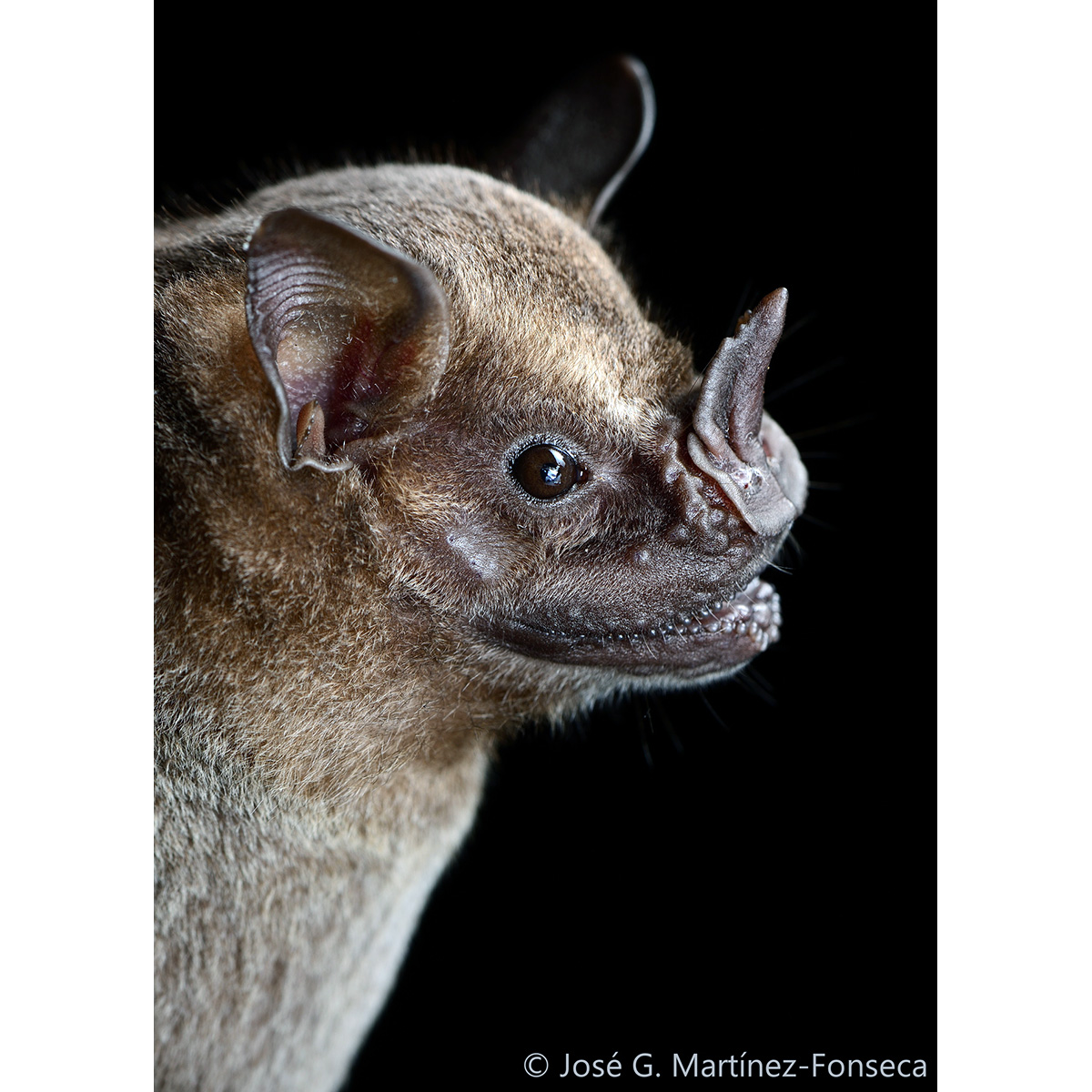 Плосколицый листонос (Artibeus planirostris) Фото №9