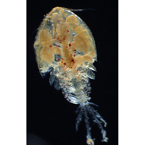 Семейство Artotrogidae фото