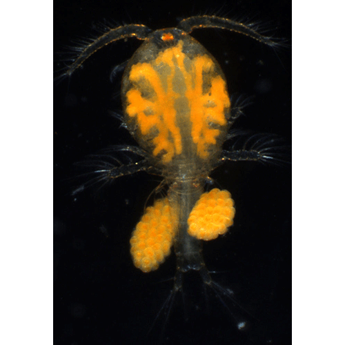Семейство Ascidicolidae фото