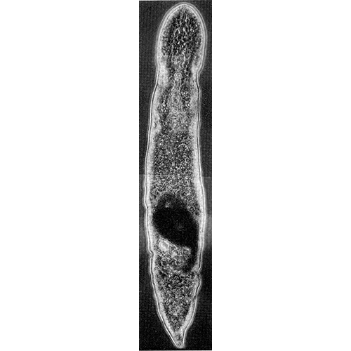 Семейство Ascopariidae  фото