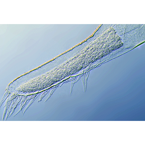 Семейство Ascothoracidae фото