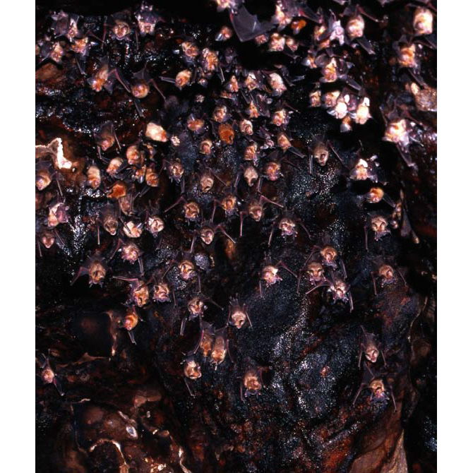Somalian Trident Bat (Asellia italosomalica) Фото №4