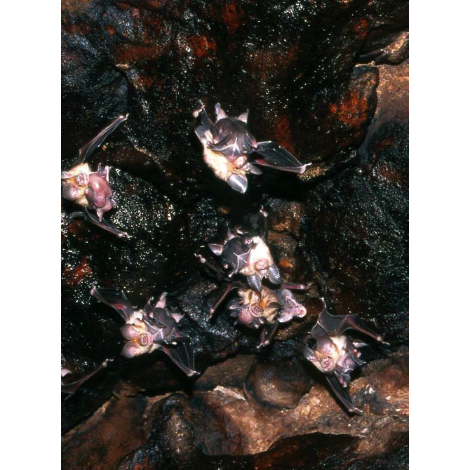 Somalian Trident Bat (Asellia italosomalica) Фото №5