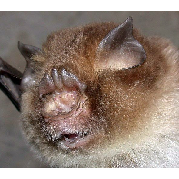 Южноазиатский трезубценос (Aselliscus stoliczkanus) Фото №10