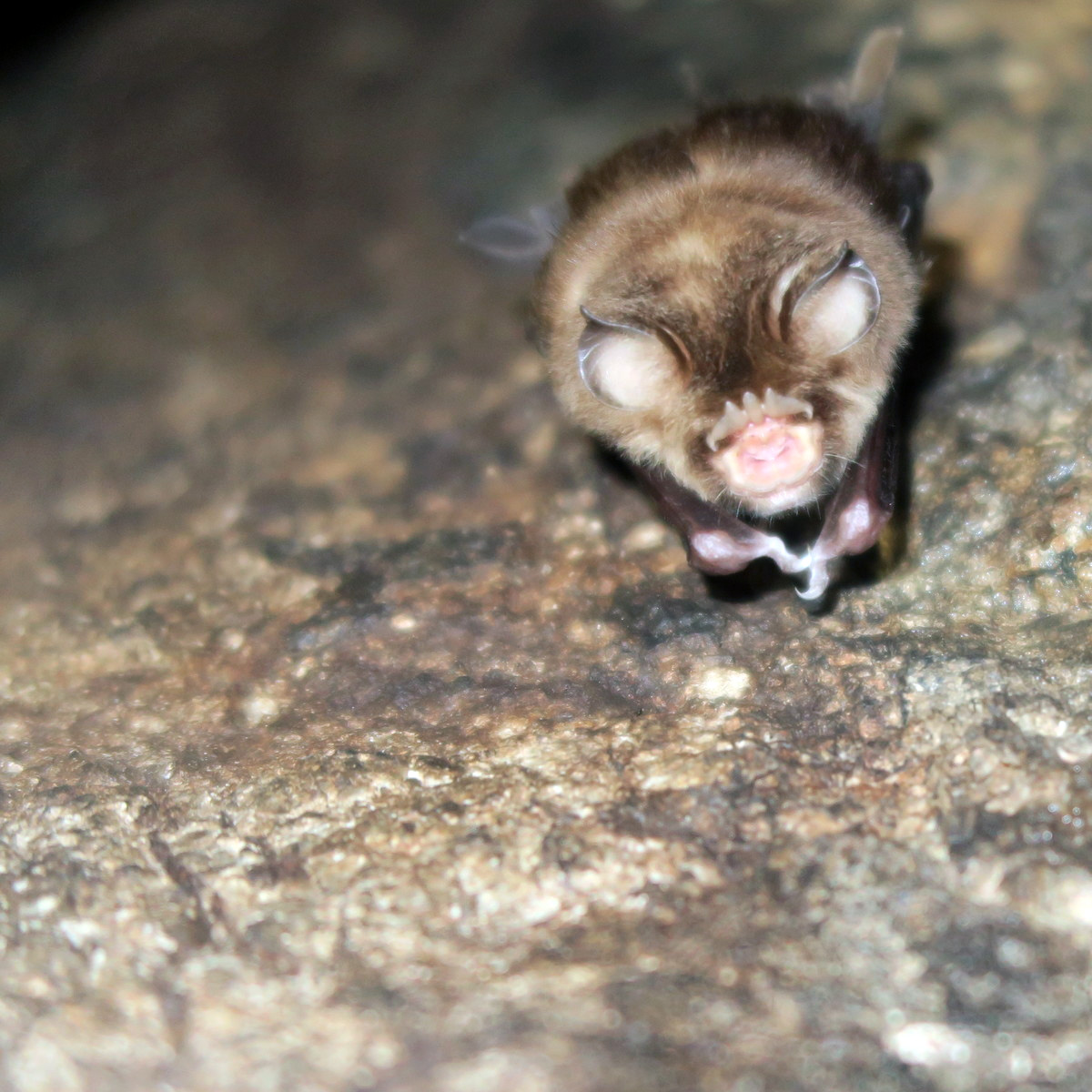 Южноазиатский трезубценос (Aselliscus stoliczkanus) Фото №3