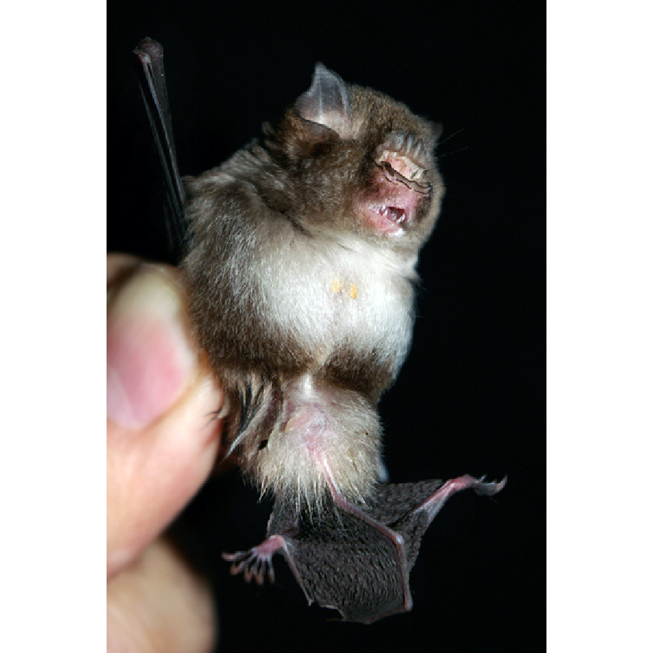 Южноазиатский трезубценос (Aselliscus stoliczkanus) Фото №4