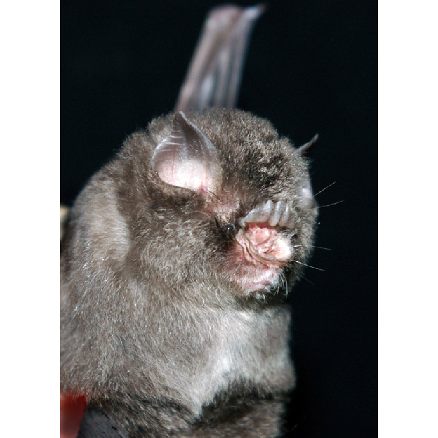 Южноазиатский трезубценос (Aselliscus stoliczkanus) Фото №6