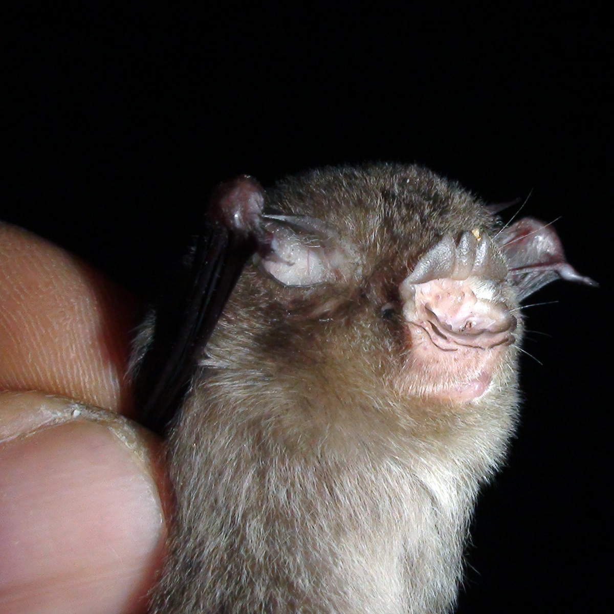 Южноазиатский трезубценос (Aselliscus stoliczkanus) Фото №7