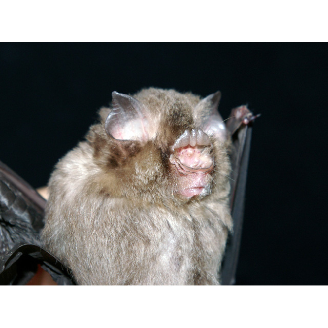 Южноазиатский трезубценос (Aselliscus stoliczkanus) Фото №8