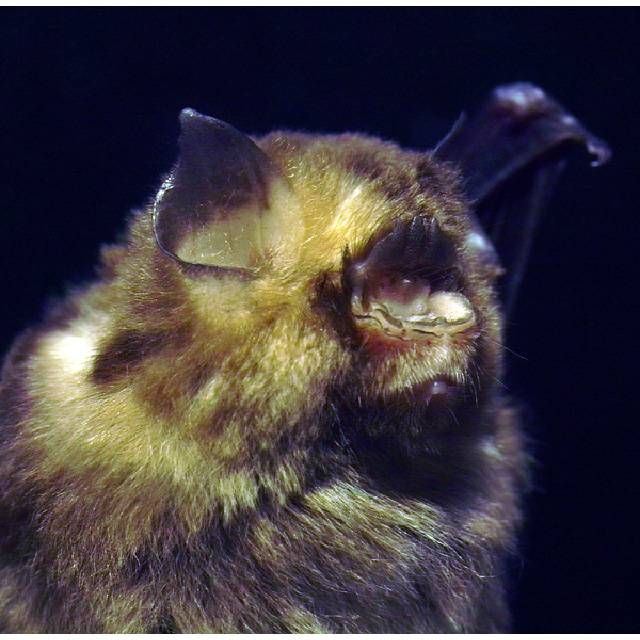 Южноазиатский трезубценос (Aselliscus stoliczkanus) Фото №9