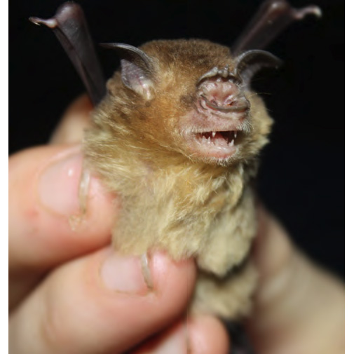 Молуккский трезубценос (Aselliscus tricuspidatus) Фото №2