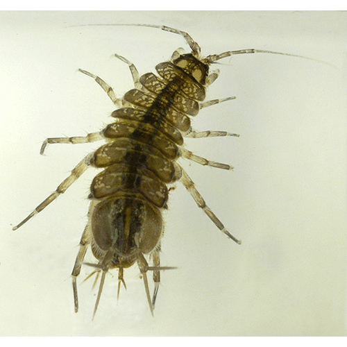 Семейство Aselloidea фото