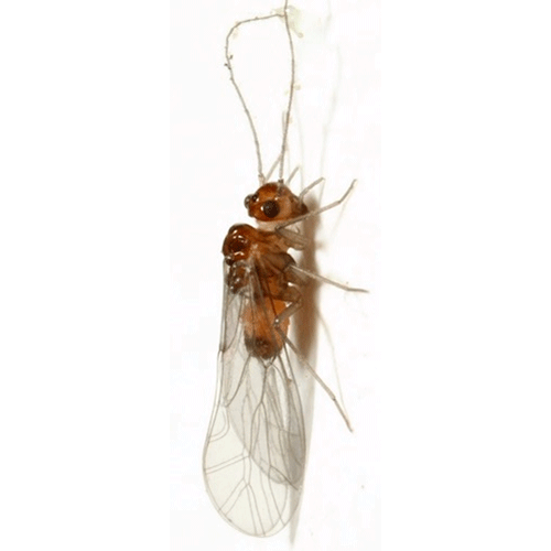 Семейство Asiopsocoidea фото