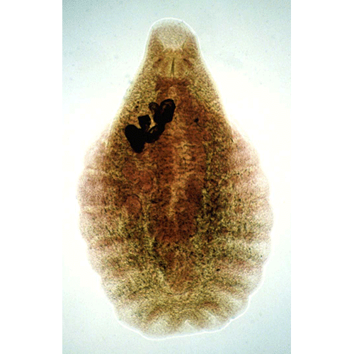 Семейство Aspidogastridae  фото
